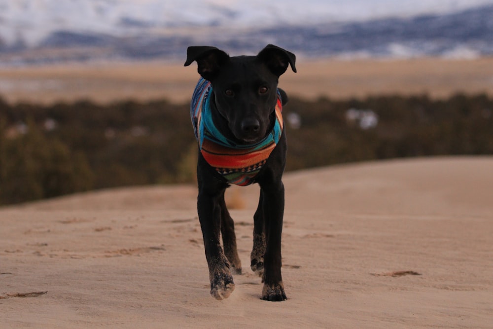 black dog walking on sand during daytime