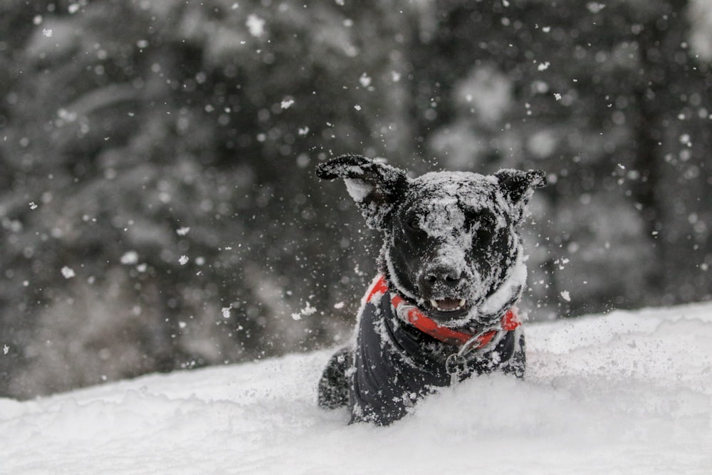 dog on snow covered field during day