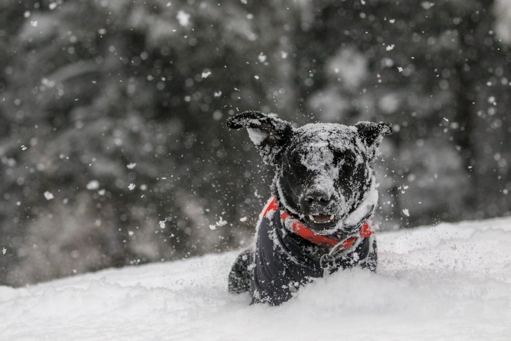 cão no campo coberto de neve durante o dia
