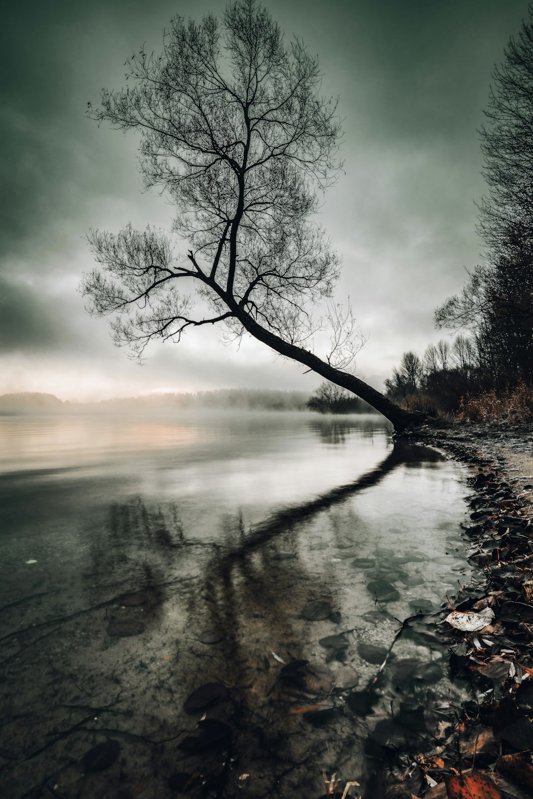grayscale photo of tree beside body of water
