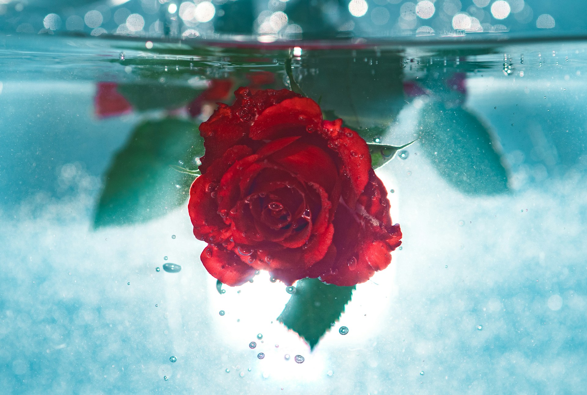 red rose underwater