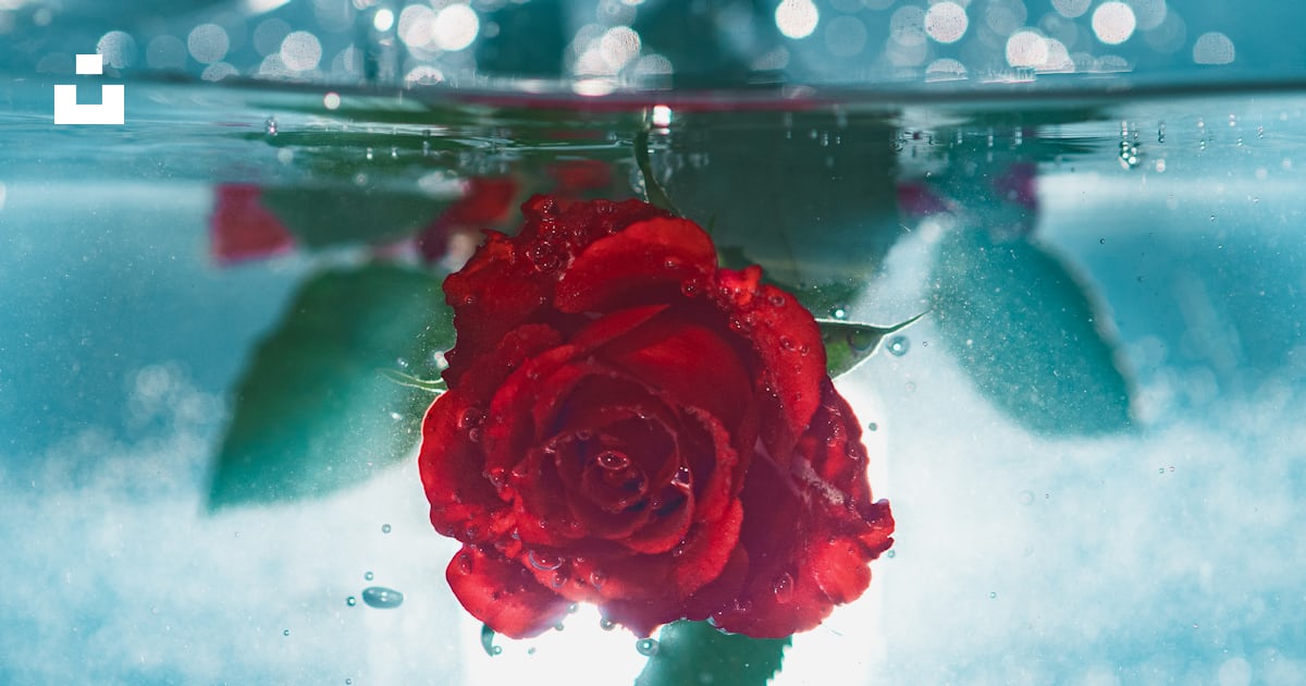 Red rose underwater photo – Free Flower Image on Unsplash