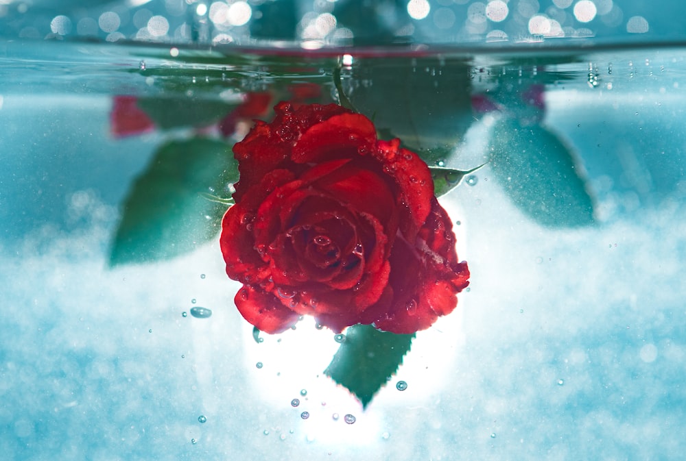 red rose underwater