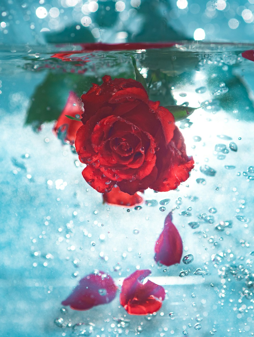 red rose underwater