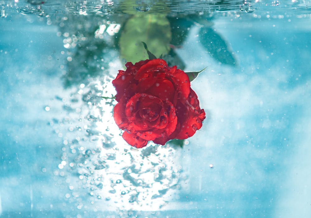 Flor roja bajo el agua