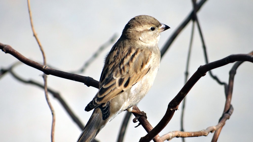 selective focus photography of sparrow standing on branch