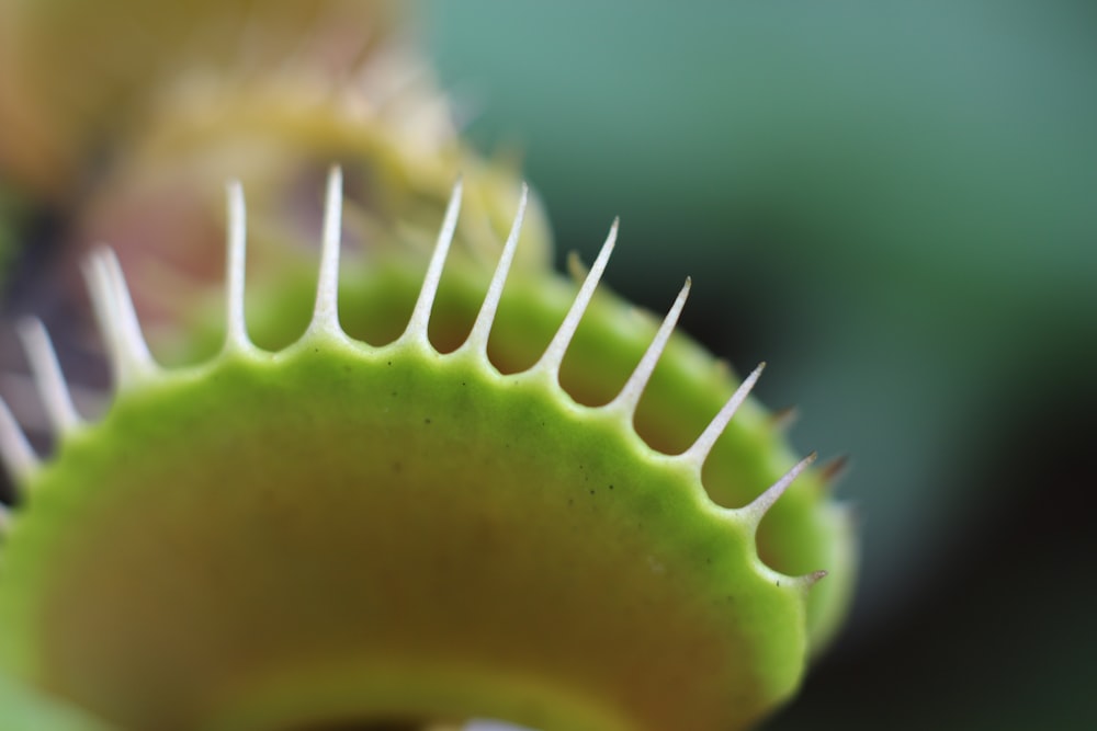 fotografia macro della pianta acchiappamosche di Venere