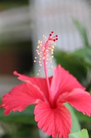 pink hibiscus flower