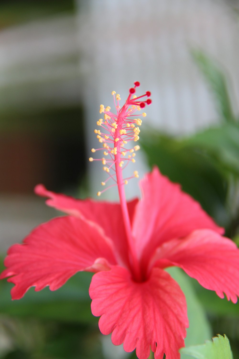 flor rosa do hibisco