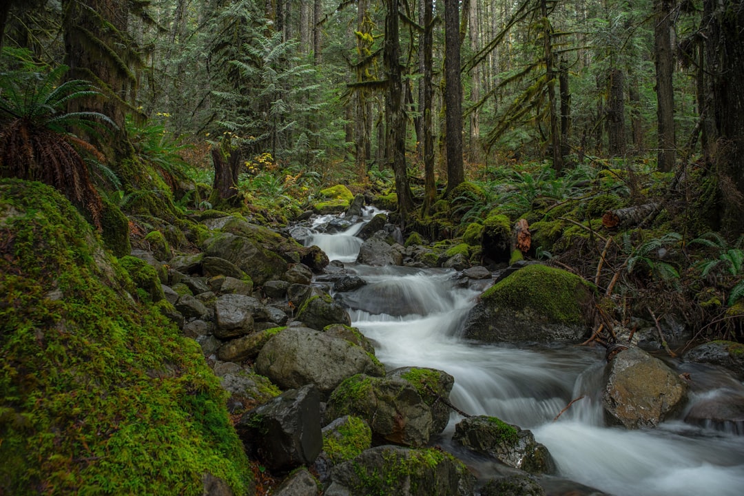 travelers stories about Forest in Nooksack Falls, United States