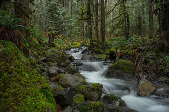 water flowing on forest in Nooksack Falls United States