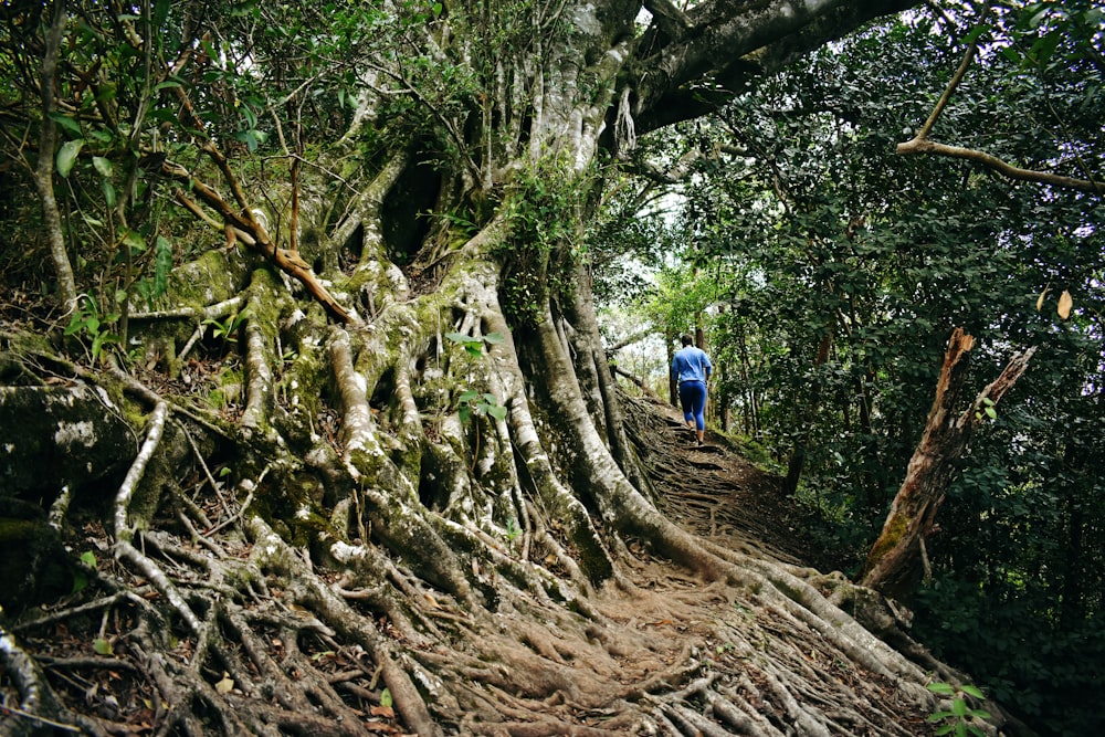 man walking beside trees during daytime