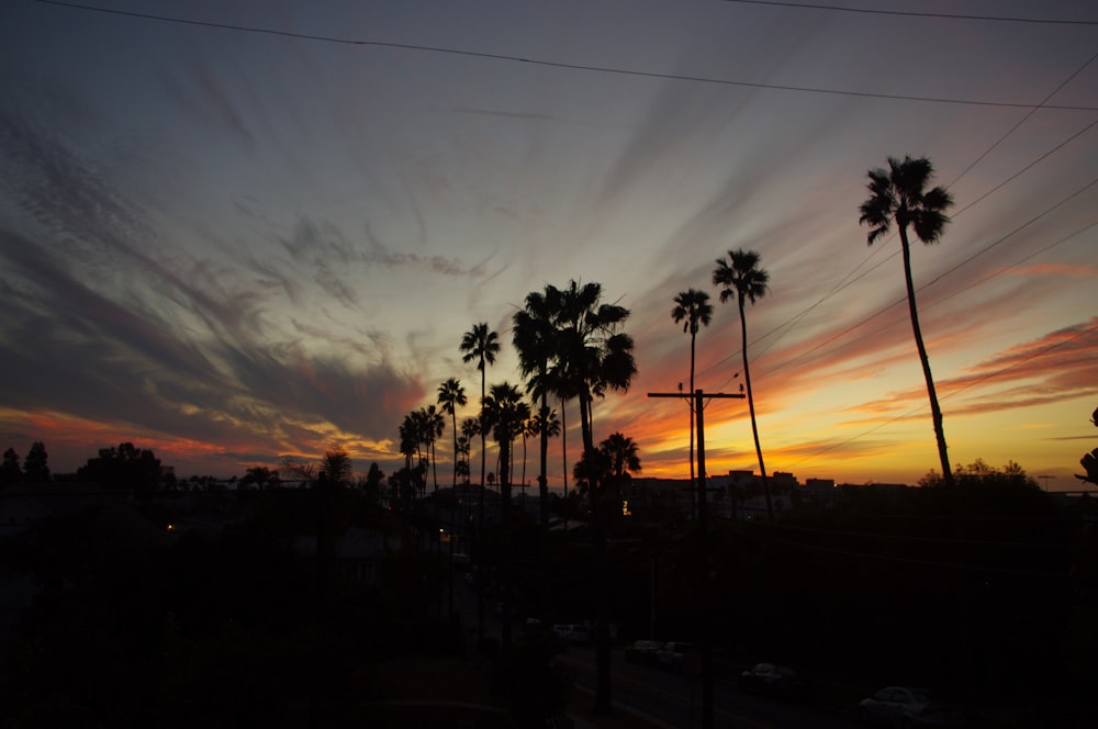 silhouette of palm trees under golden hour