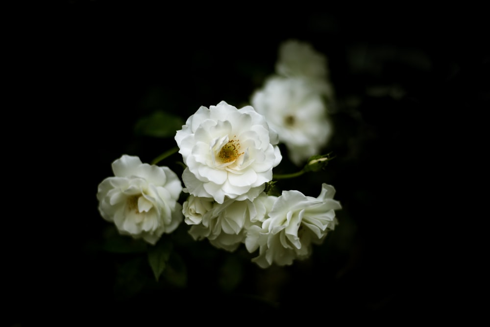 Fotografia a fuoco selettiva di fiori di rosa bianca