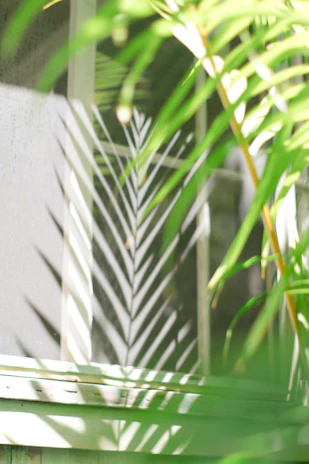 Sunlight filtering through palm leaves onto a collection of Solara Terra products on a wooden table.