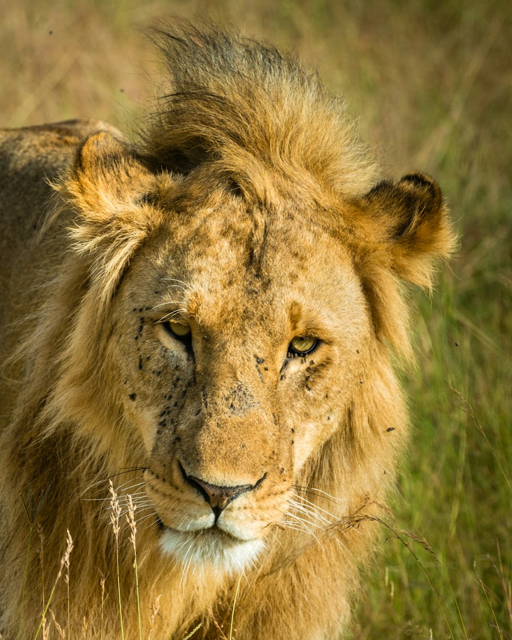 Fotografia de foco seletivo de leão marrom perto de gramíneas