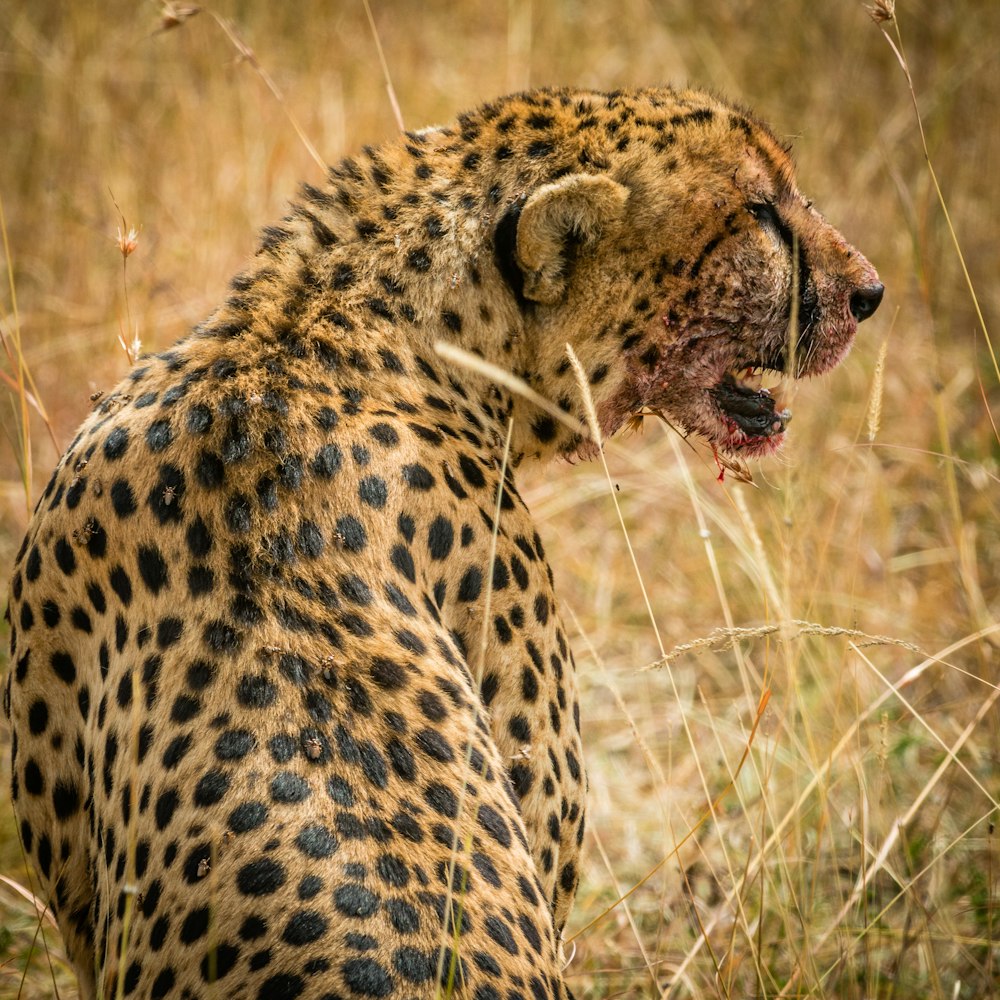 cheetah on brown grasses