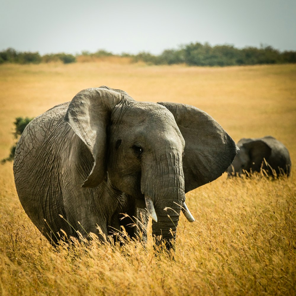 elephant eating grass