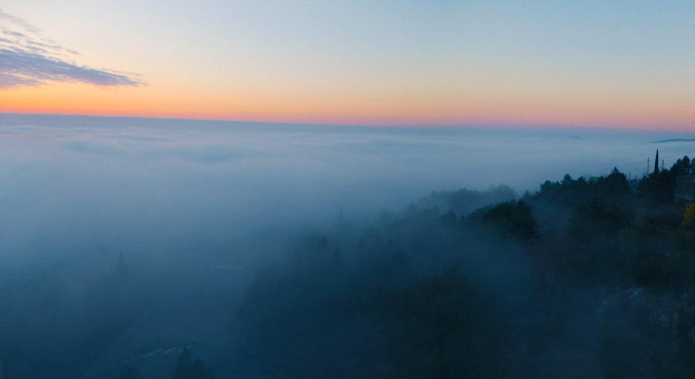 bird's eye view of forest with fog