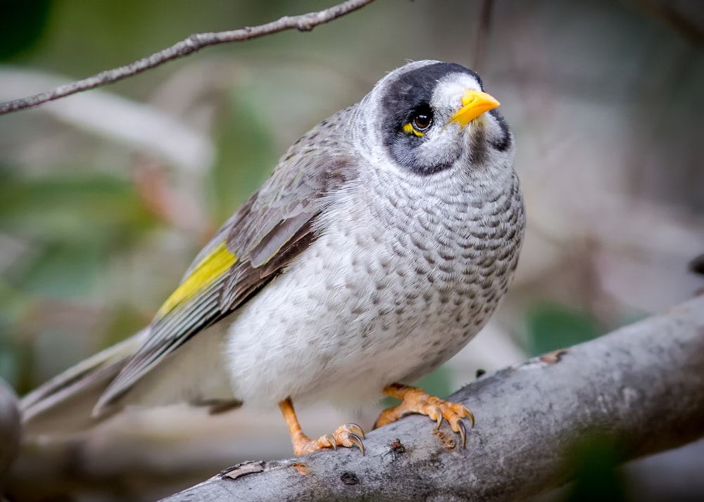 white and yellow bird on gray branch