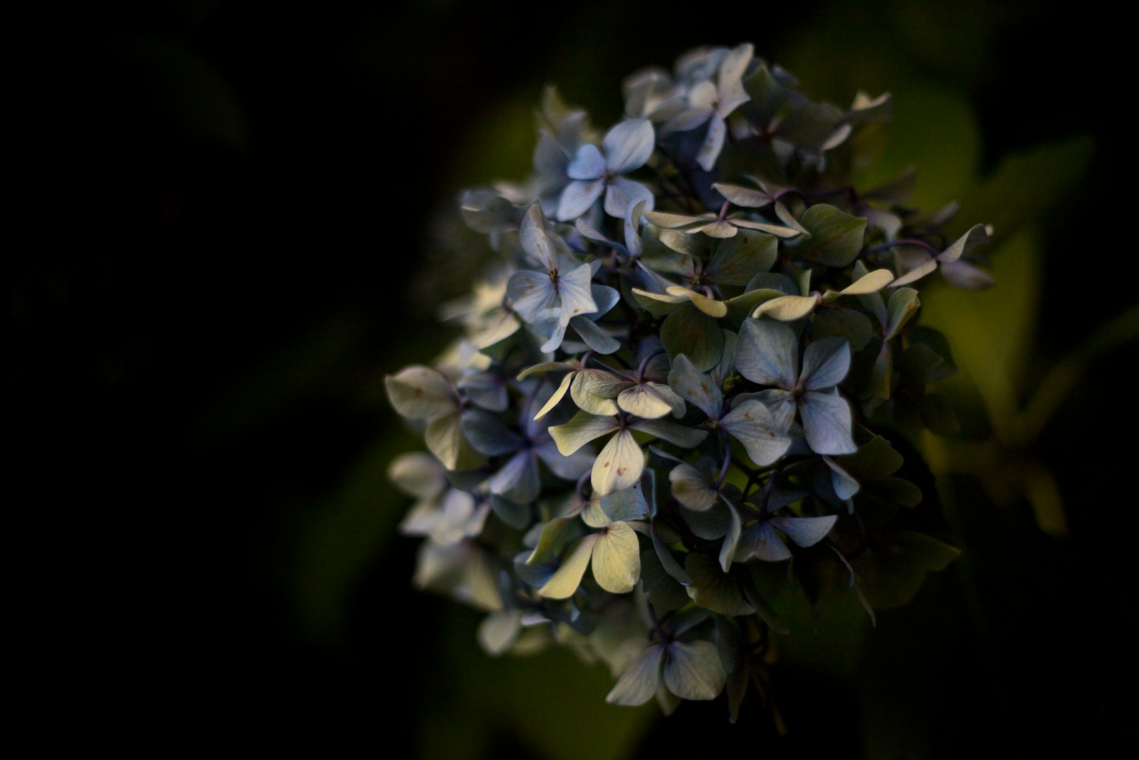 Canon EOS 6D Mark II + Canon EF 50mm F1.8 II sample photo. Purple petaled flower photography