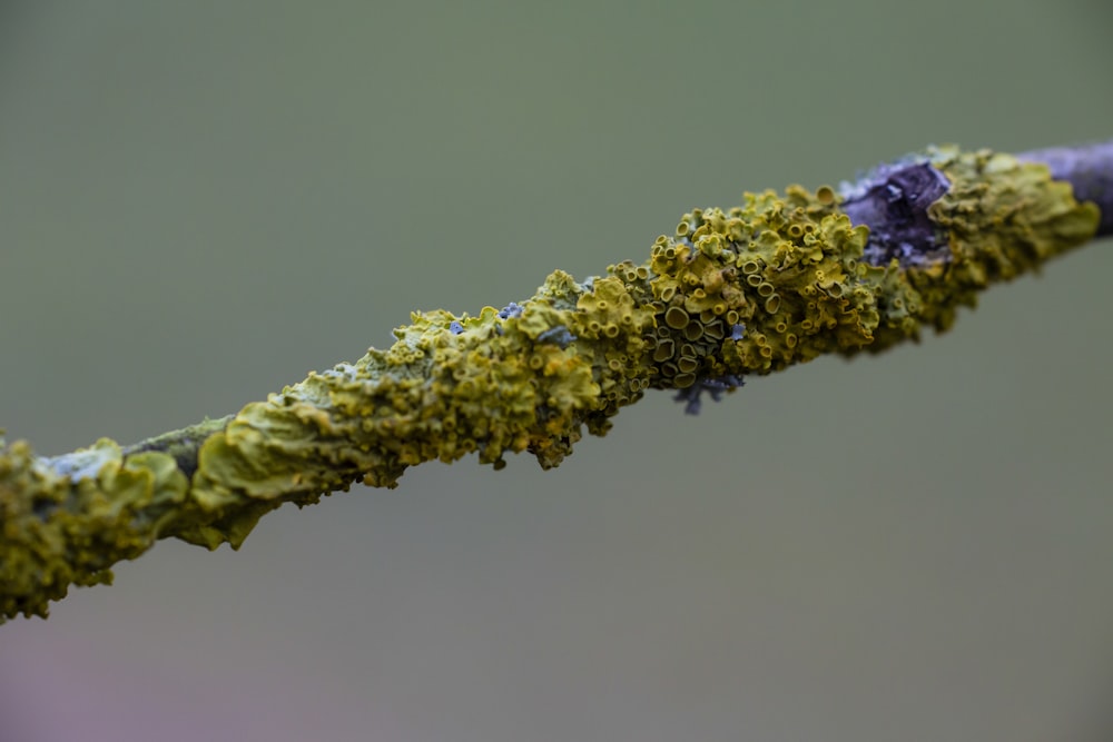 a close up of a plant with moss growing on it