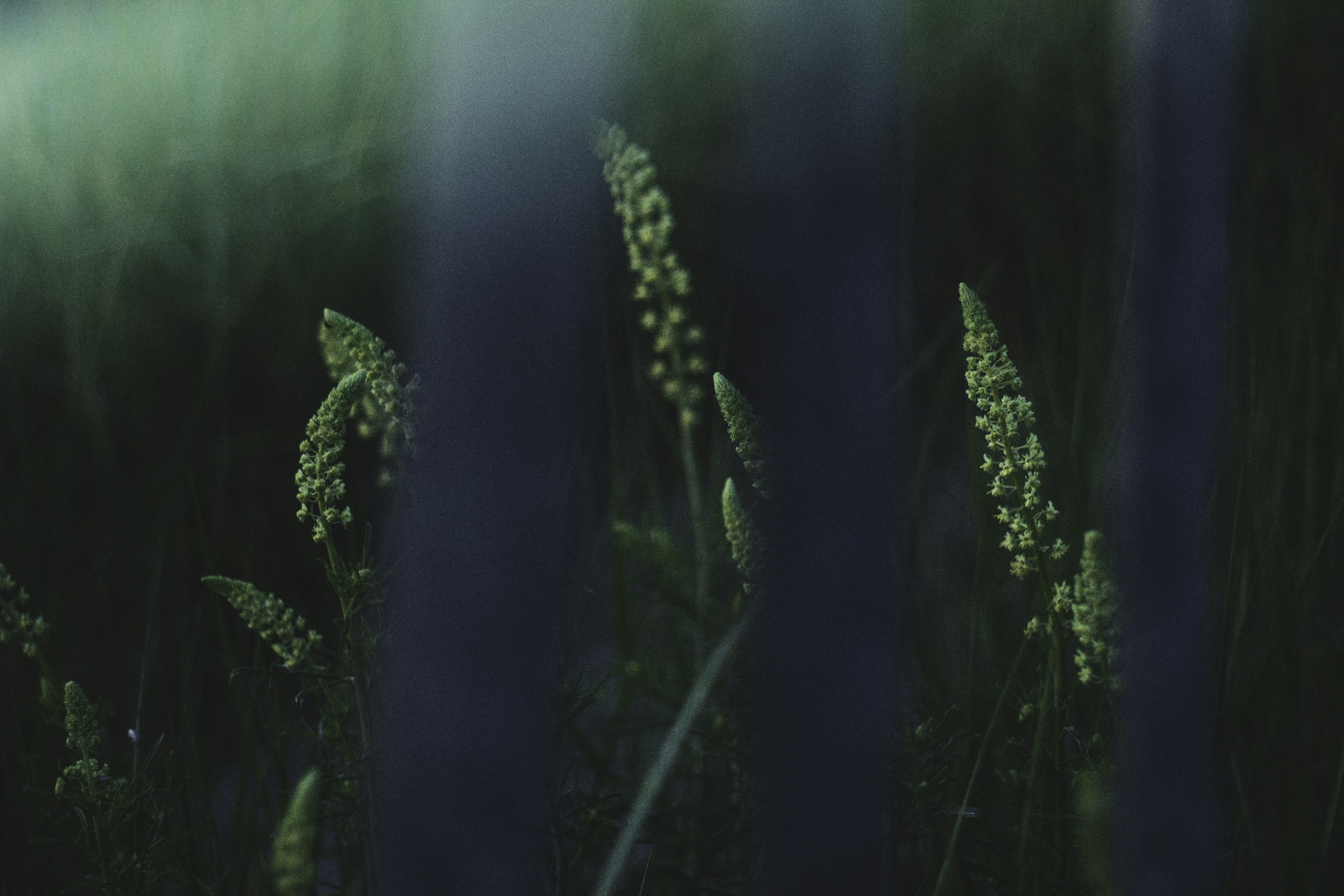 selective focus of white clustered flower field