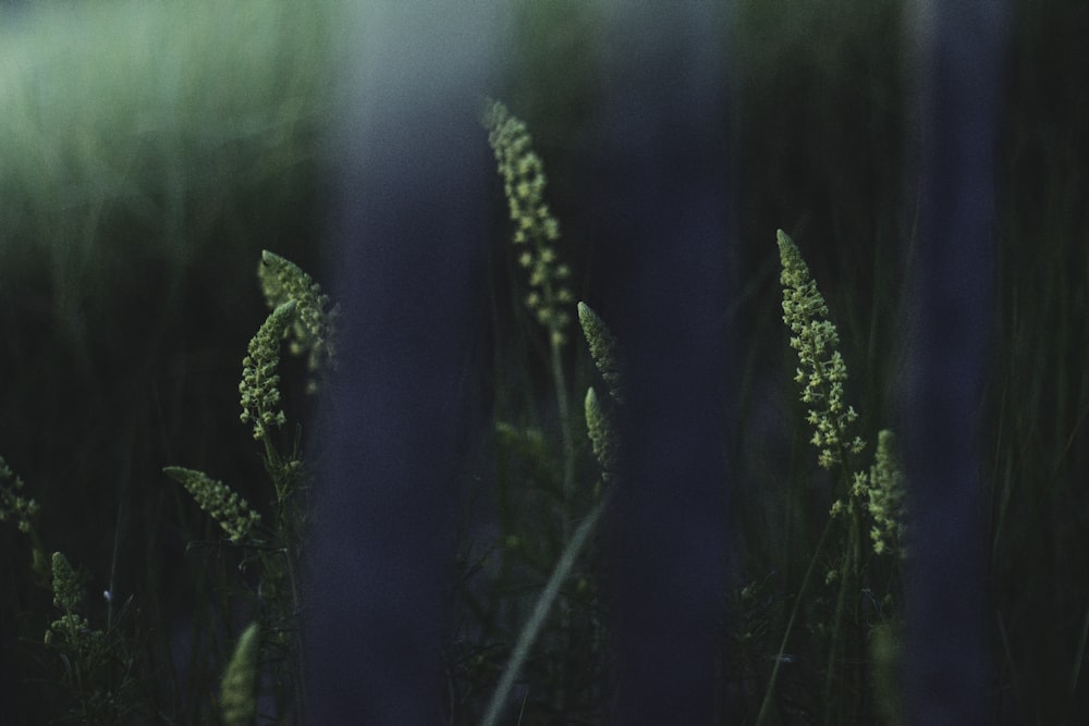 selective focus of white clustered flower field