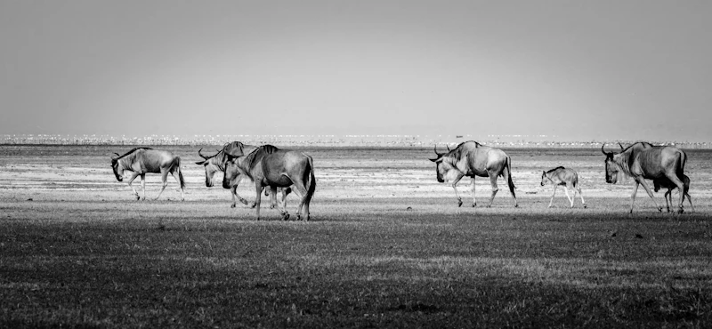 Wildebeest on the grassland near the shore of Lake Manyara National Park, Tanzania