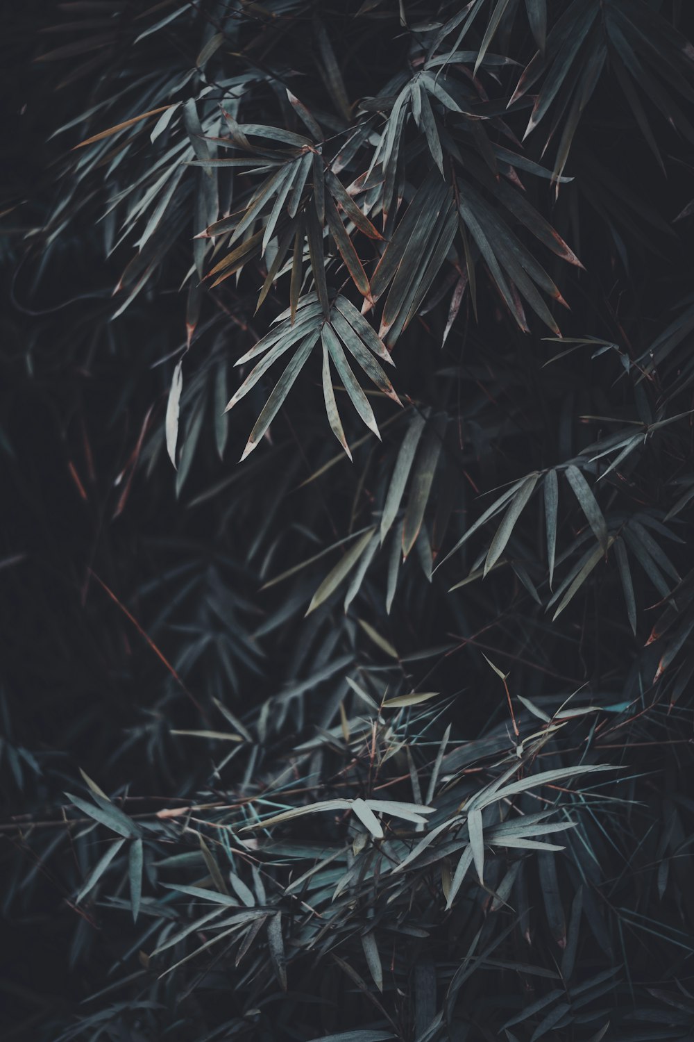 bamboo grass leaves