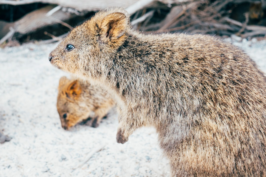 Wildlife photo spot Rottnest Island Perth WA