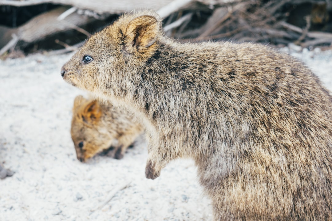 brow and black rat,