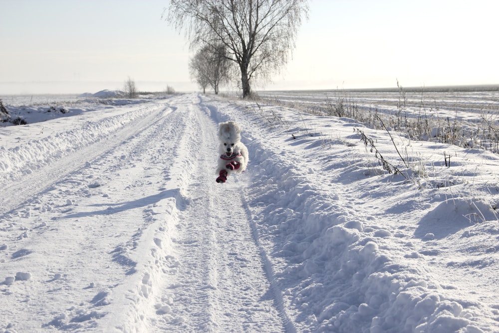 long-coated white puppy running on snow surface