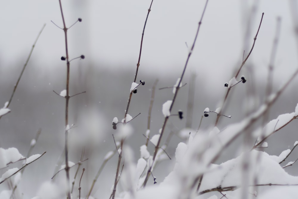 snow covered plant