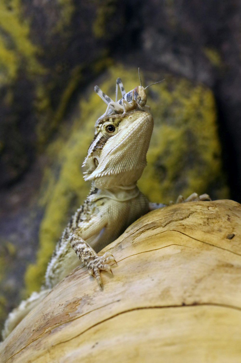 grasshopper on bearded dragon's head