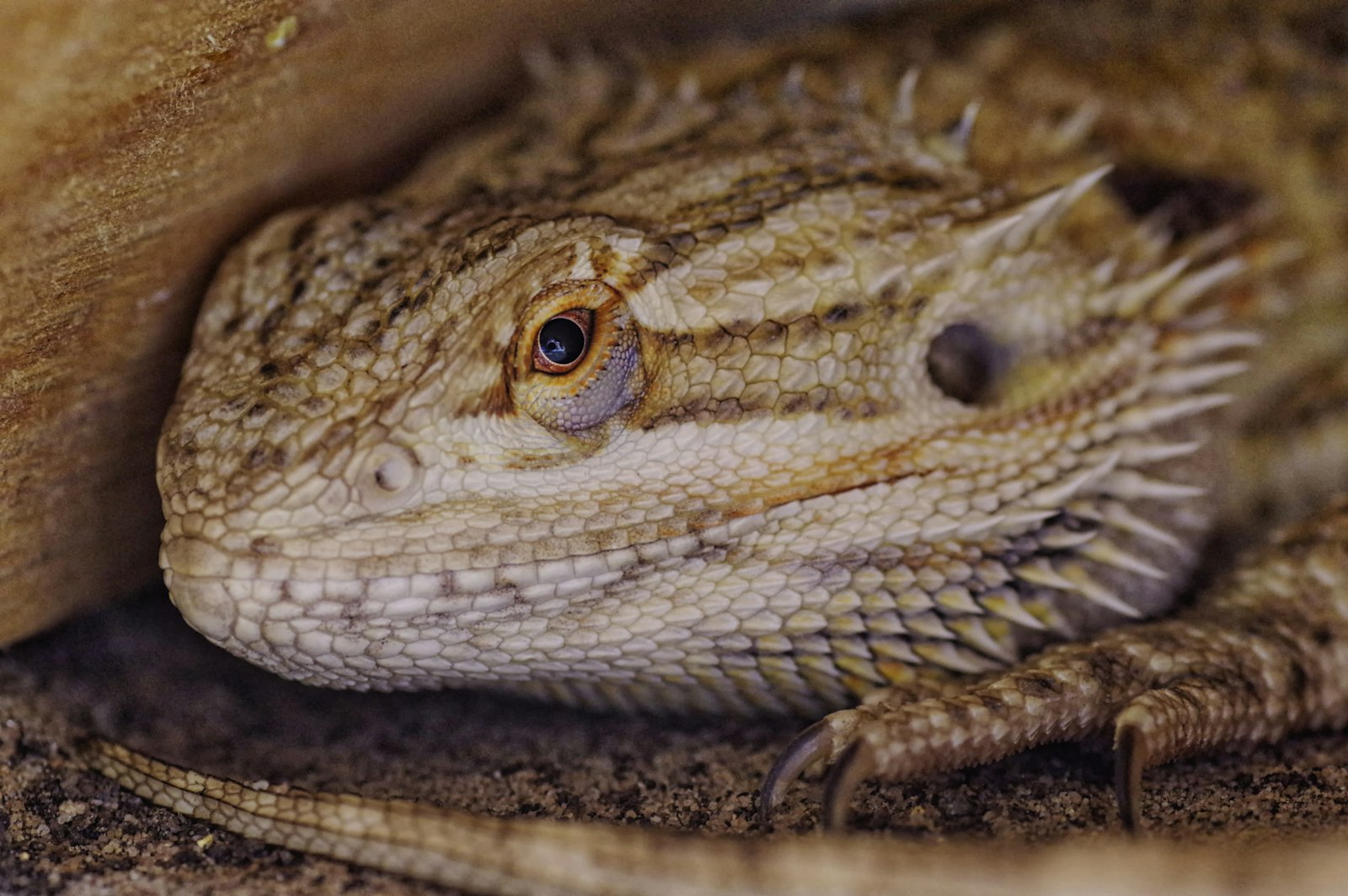 Tamron SP AF 90mm F2.8 Di Macro sample photo. Depth photography of breaded photography