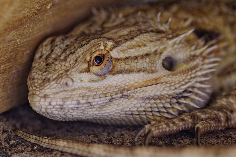 depth photography of breaded dragon