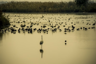 A group of birders with binoculars observing birds in a lush wetland at dawn.