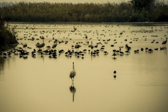 A serene wetland scene with numerous birds wading or standing in the calm water, their reflections visible. Tall grasses line the background, and the lighting suggests an early morning or late afternoon setting.