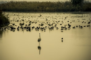 A peaceful morning at the Charco Azul wetland with birds and native plants