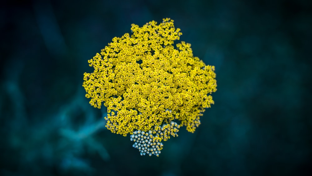 selective focus photography of yellow petaled flower