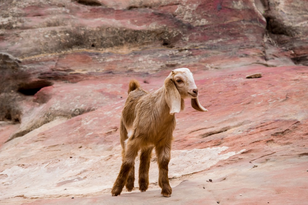 Una cabra marrón parada en la cima de una ladera rocosa