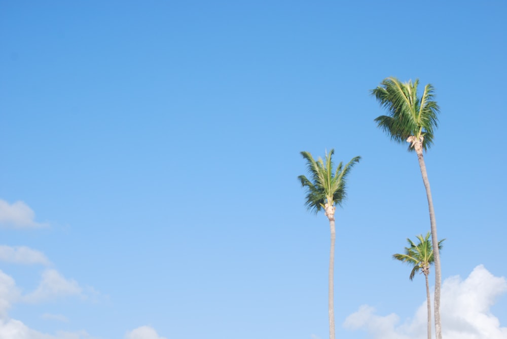 photo of coconut tree during daytime