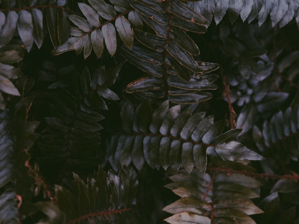 plante à feuilles noires en macrophotographie