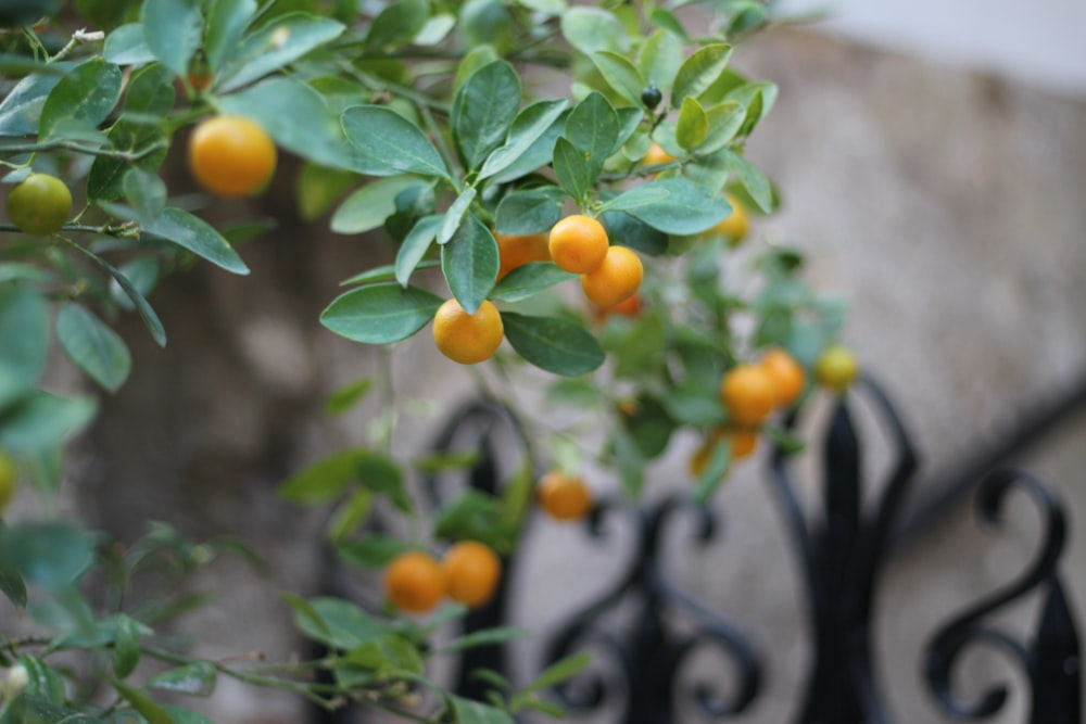 Frutos redondos de color naranja