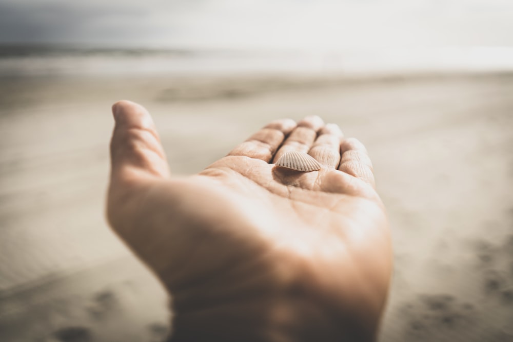 white clamshell on left human palm