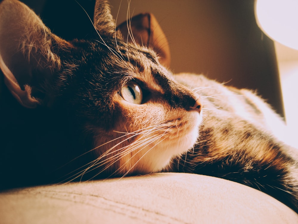 ランプの近くの茶色のぶち猫のクローズアップ写真
