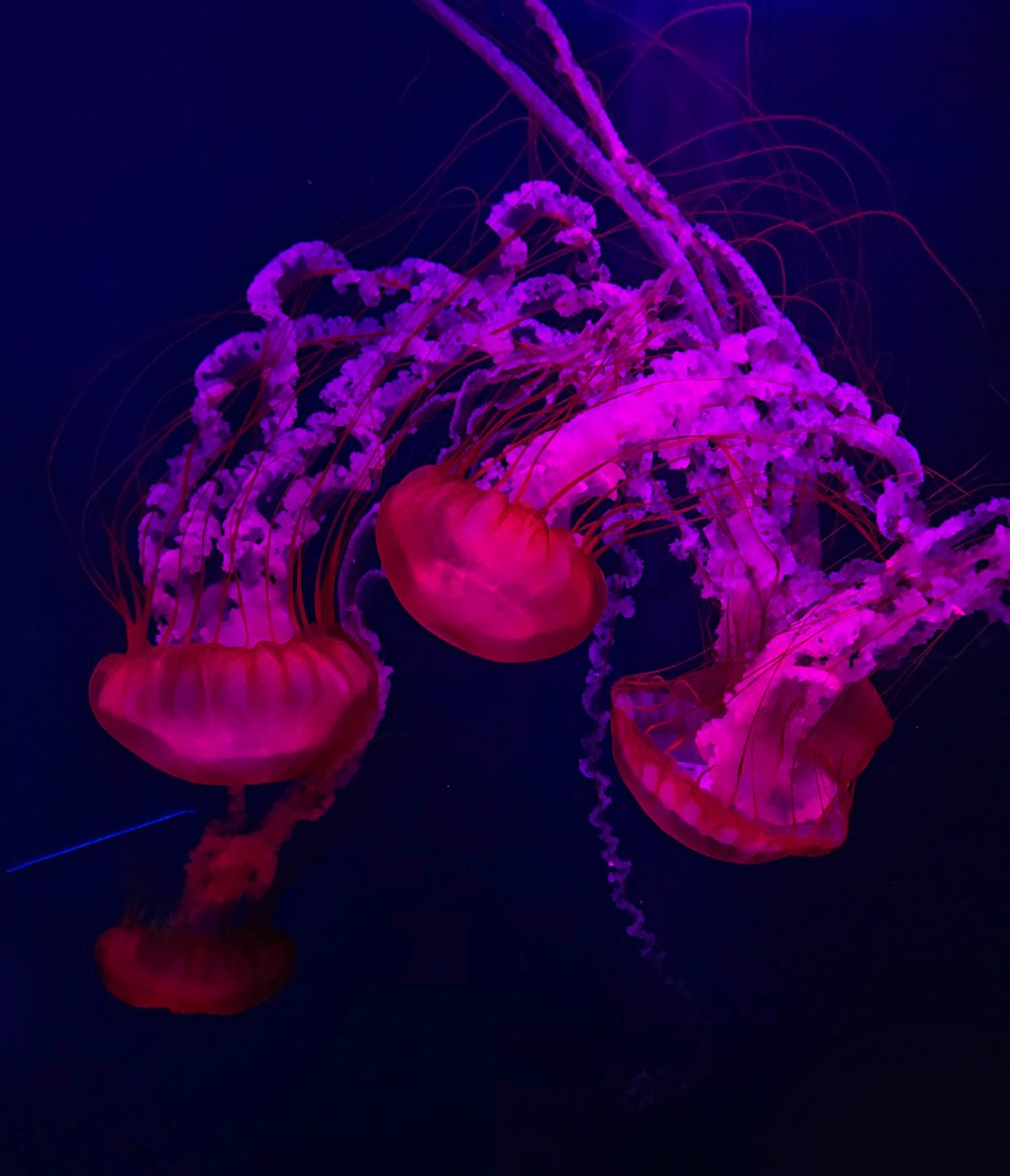 pink jelly fish under the sea