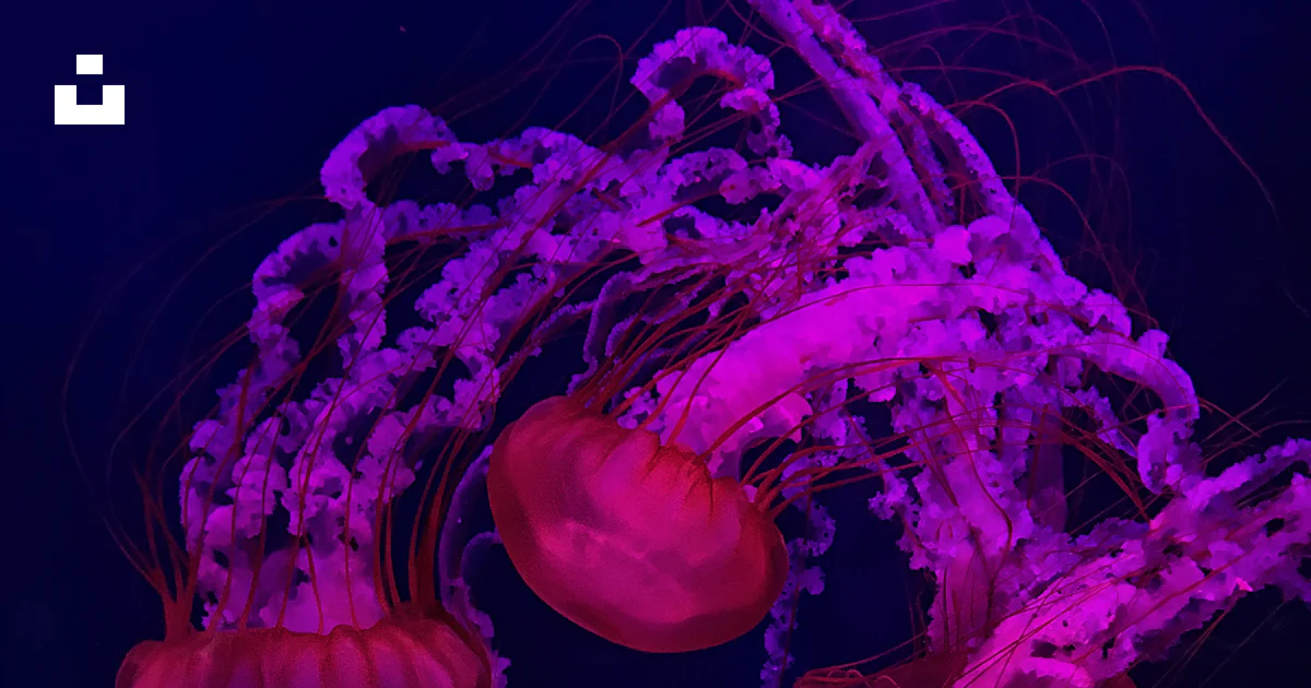 Medusa rosa bajo el mar foto – Imagen de Mar gratuita en Unsplash