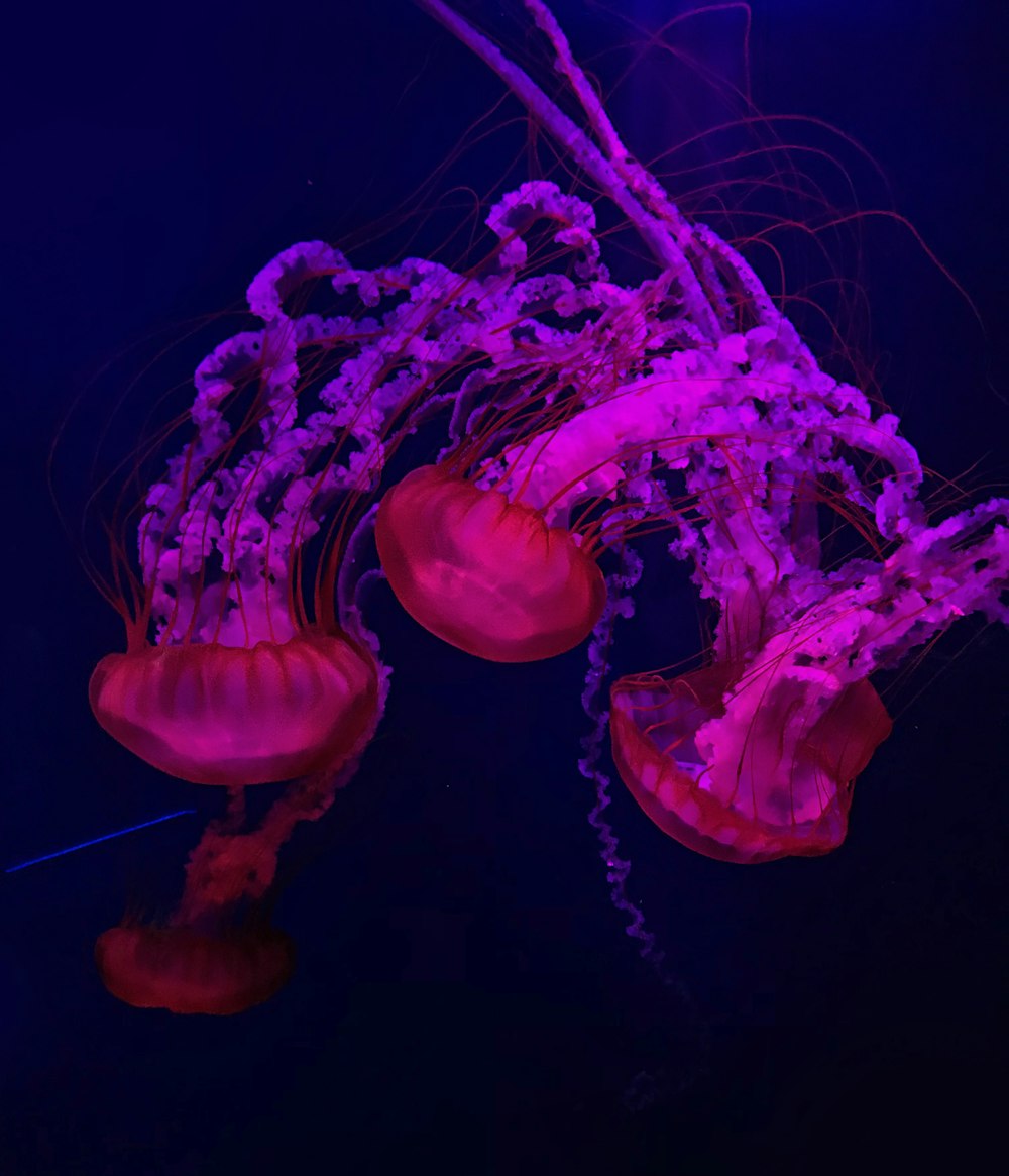 pink jelly fish under the sea